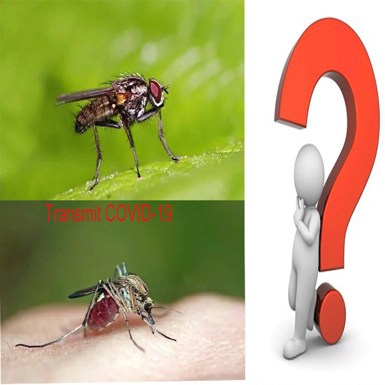 Wird sich das COVID-19 durch Stubenfliegen oder Mücken verbreiten?